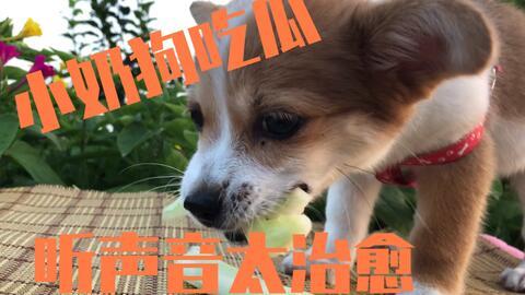 娱乐吃瓜酱小奶狗,揭秘娱乐圈的甜蜜与苦涩